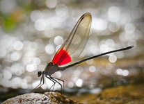 Archineura incarnata