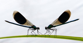 Calopteryx splendens