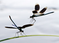 Calopteryx virgo and C: splendens