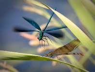 Calopteryx virgo