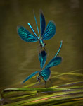 Calopteryx virgo