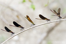 Calopteryx haemorrhoidalis