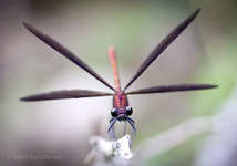 Calopteryx haemorrhoidalis