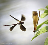 Calopteryx haemorrhoidalis