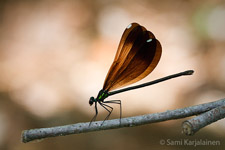 Calopteryx maculata