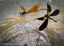 Euphaea ochracea and E. masoni