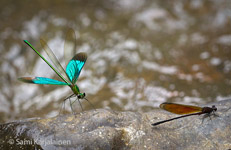 Neurobasis chinensis and Euphaea ochracea