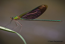 Neurobasis chinensis